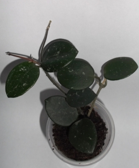 DSCF9306.JPG