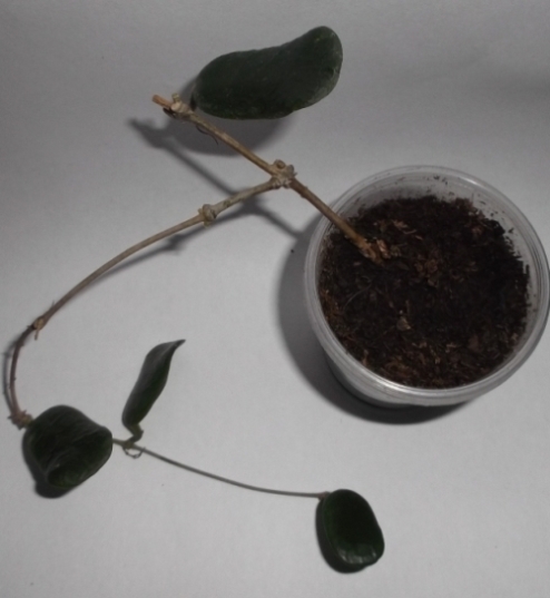 DSCF9309.JPG