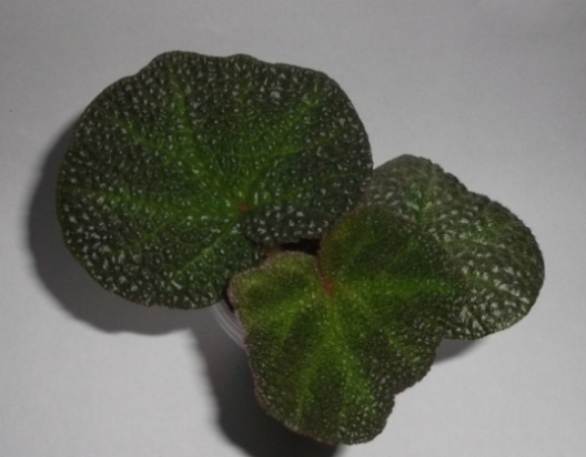 DSCF9291.JPG