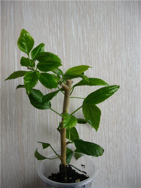 bb5cbe018c33.jpg
