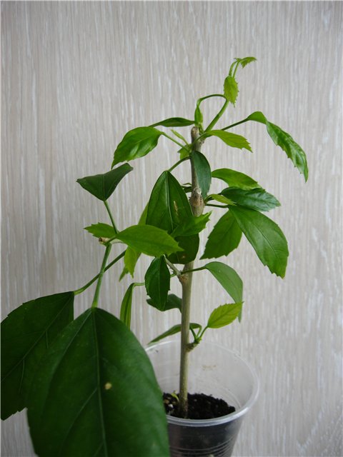 cebdd429a17a.jpg