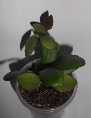 DSCF9317.JPG