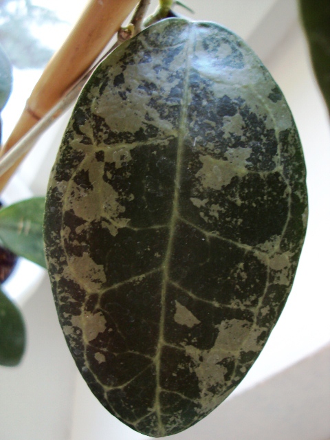 Hoya elliptica splash.jpg