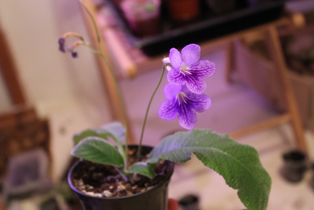 бетхан (7).JPG