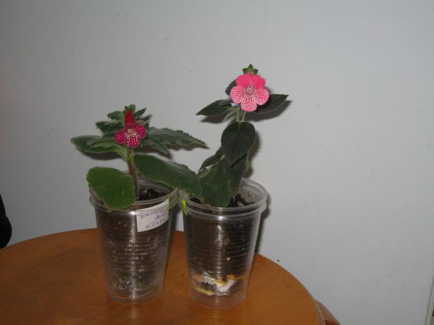 IMG_2110_01.JPG