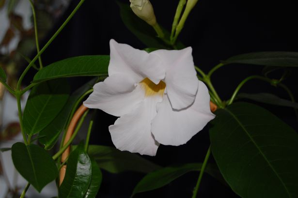 DSC_7048.JPG