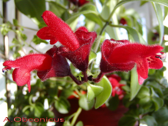 A.Obconicus.jpg