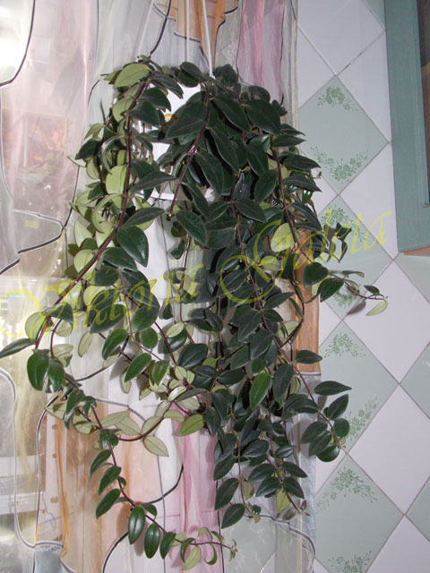 DSCN2159.jpg