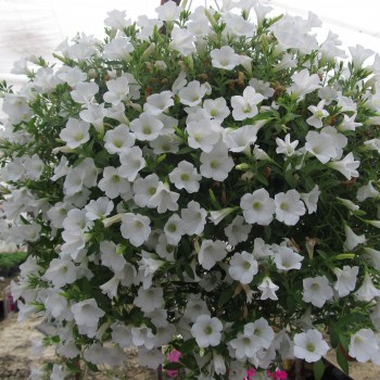 Surfinia® Table White.jpg