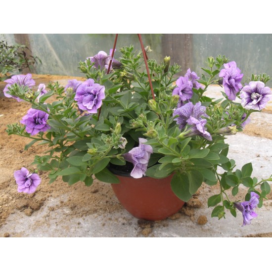 Petunia Pegasus Double Lilac Vein.jpg