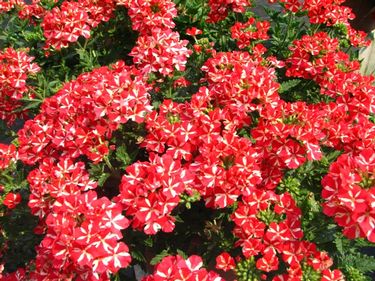 Verbena Voodoo Star Red.jpg