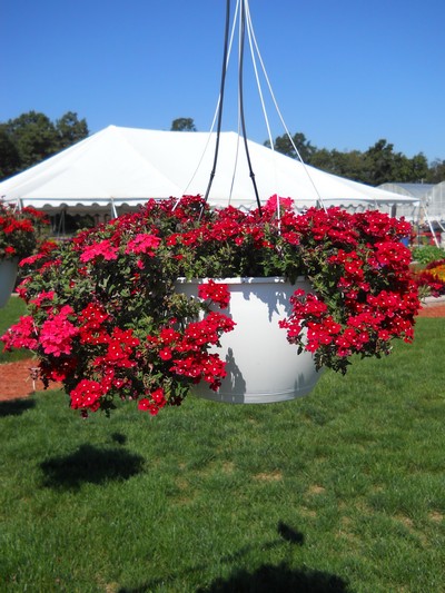 Verbena Empress Dark Red.jpg