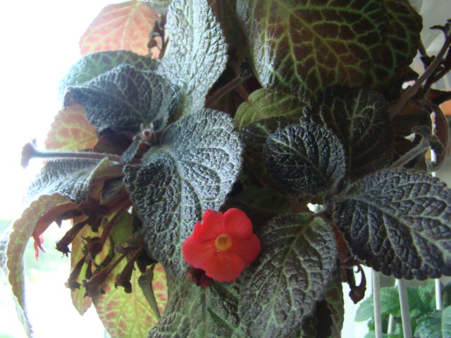 DSC04660.JPG