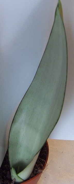 SDC13070.JPG