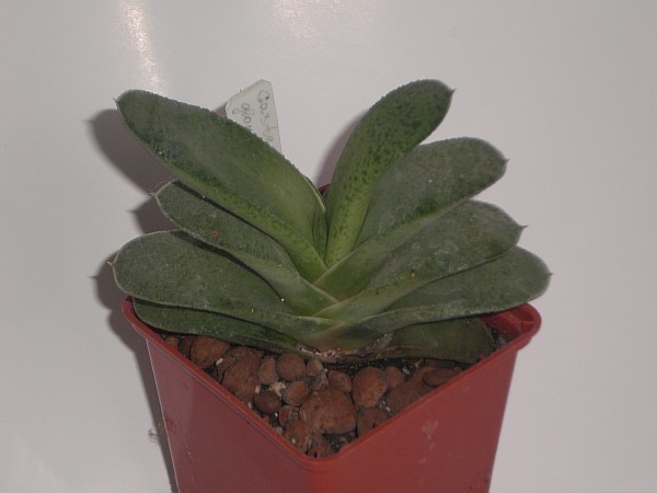 Resize of Resize of PB100231.JPG