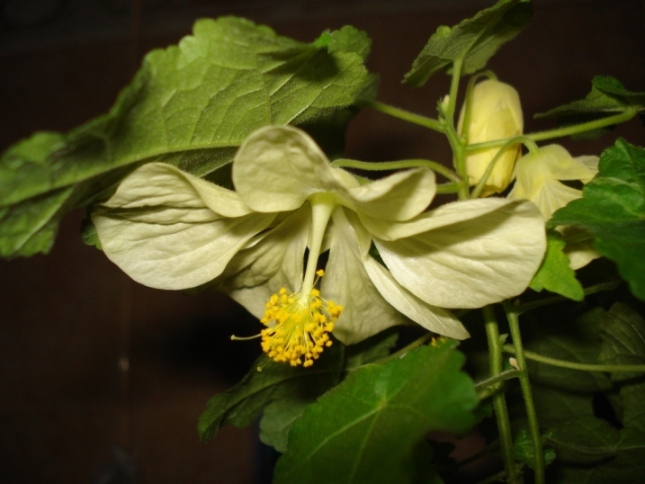 DSC00008.JPG