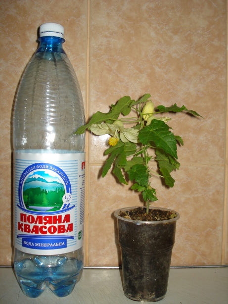 DSC00006.JPG