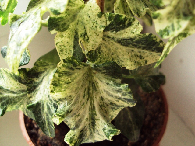 Hedera Кaleidoscope.JPG