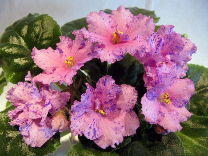 fickle_flirt.jpg
