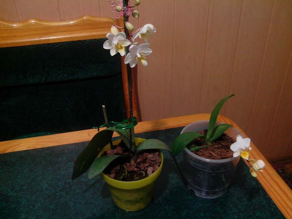 IMG_20130313_213058.jpg