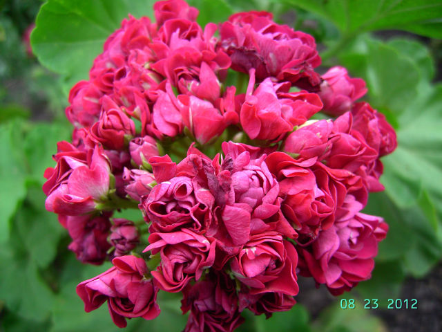Plum Rambler.jpg
