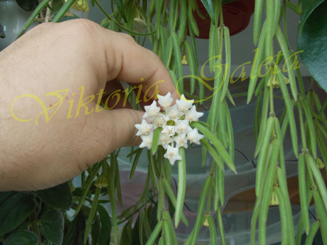 DSCN1137.jpg