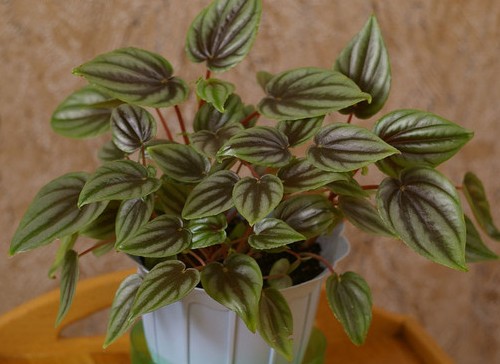 Peperomia_marmorata_Kirsten.jpg