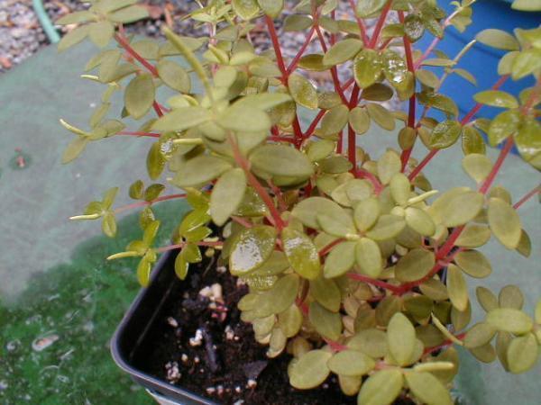 Peperomia_rubella_2.jpg