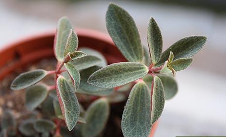 peperomia-rubella.jpg