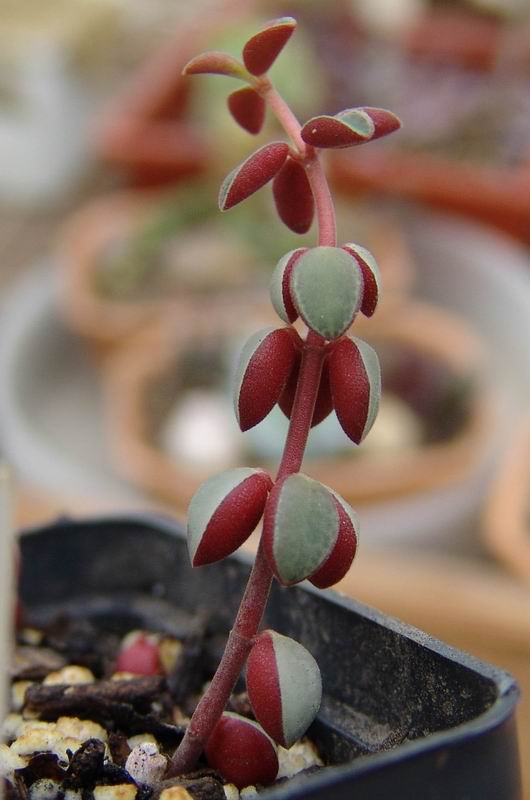 peperomia_rubella-3.jpg