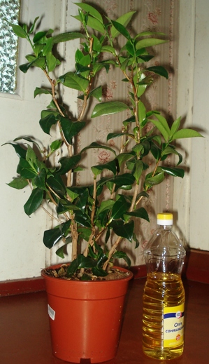 DSC02580_.jpg
