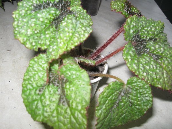 m_IMG_1617.jpg
