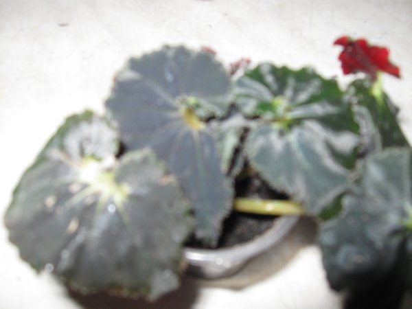 m_IMG_1619.jpg