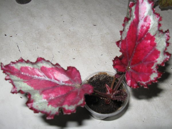 m_IMG_1620.jpg