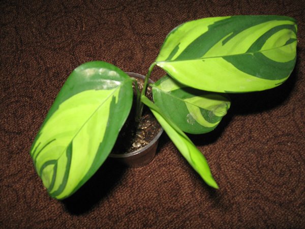 m_IMG_1640.jpg