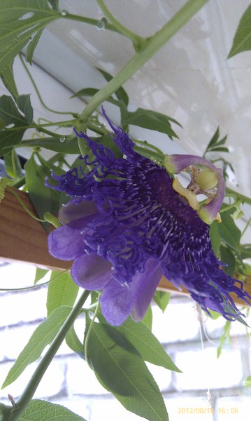 IMAG0043.jpg