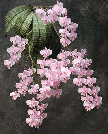 phalaenopsis_schiller.jpg