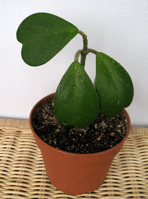 kerii.JPG