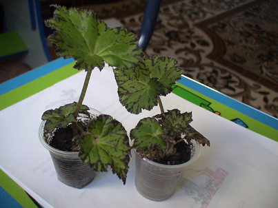 DSC00850(2).jpg