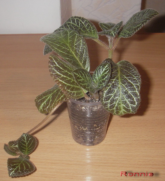 IMGP0041-1.jpg