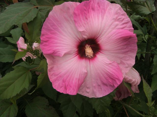 S73F4726.jpg