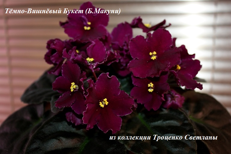 IMG_5633 - копия.JPG