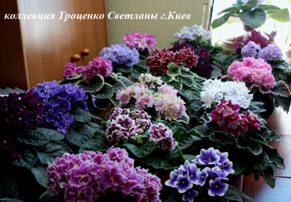 IMG_4552 - копия - копия - копия.JPG