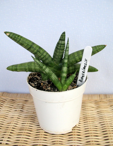 s.bonsel.JPG