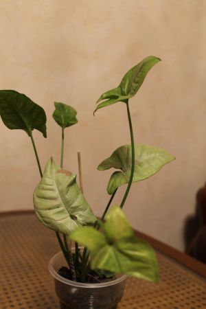 IMG_0429.jpg