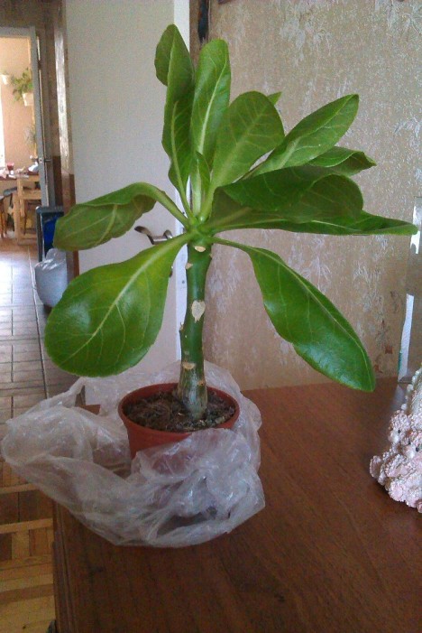 IMAG0544.jpg