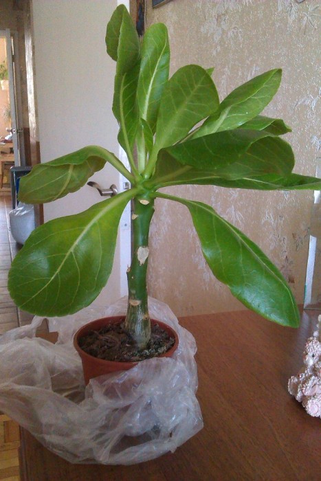 IMAG0545.jpg