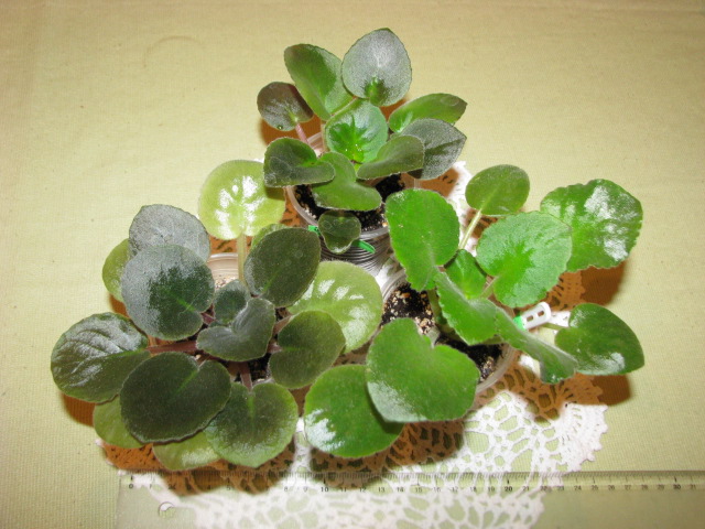 ЛЕ-Васильковый Блюз,Sora Virginia Rose,ЛЕ-Самара.JPG