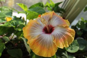 IMG_2549.jpg