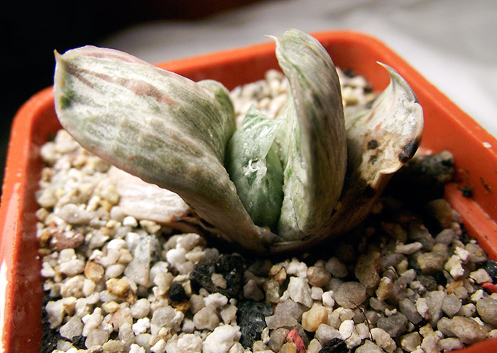 Gasteria-Silver-Host.jpg